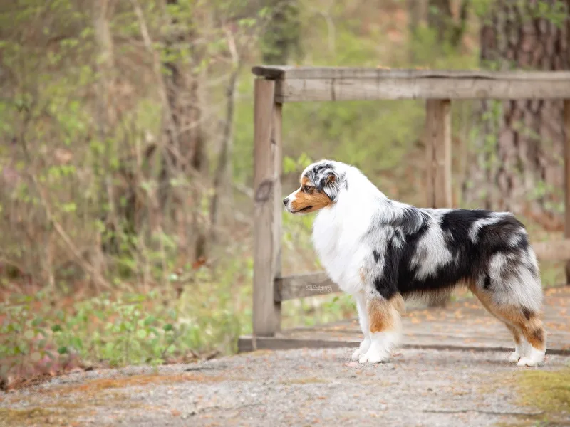 Cahaba Australian Shepherds