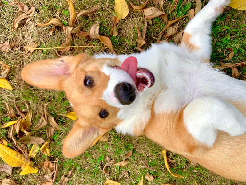 Cahas Corgis of Virginia
