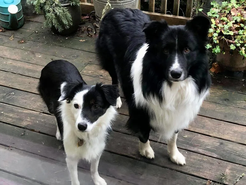 Cahill’s Canines