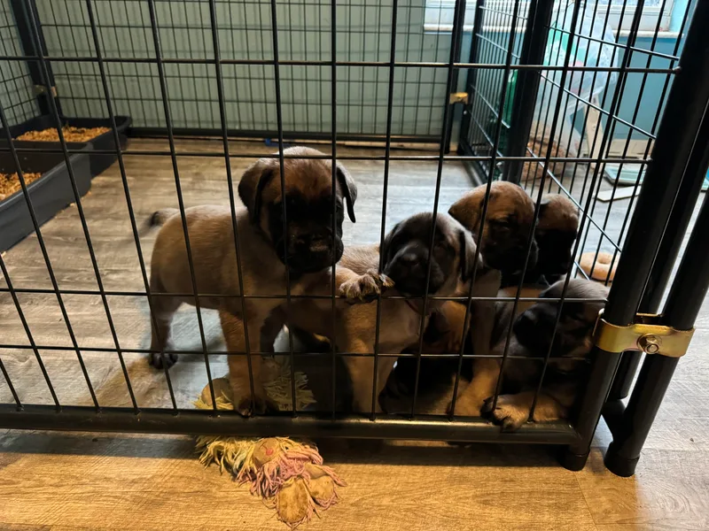 Cain Kennels Mastiffs