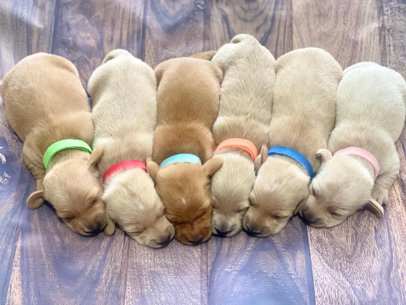 Caines Dachshund Farm