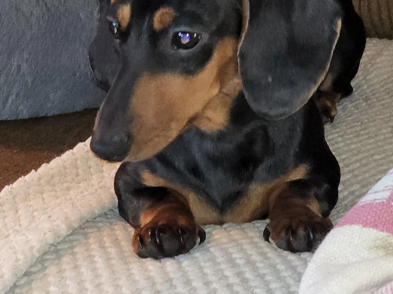 Cains River Valley Dachshunds