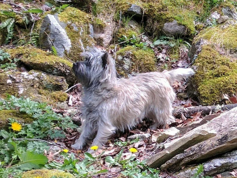 Cairn Terriers photo 1