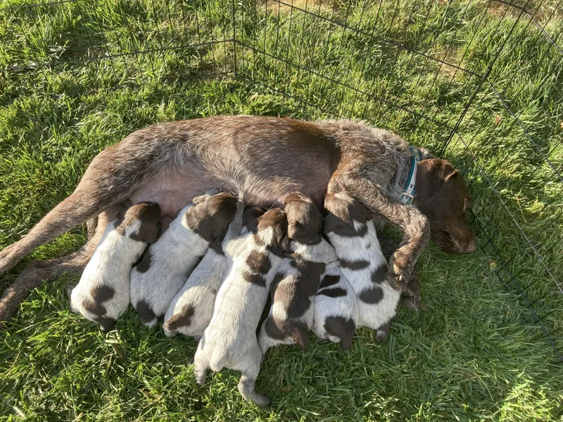 Caitlin's Wirehaired Pointing Griffons