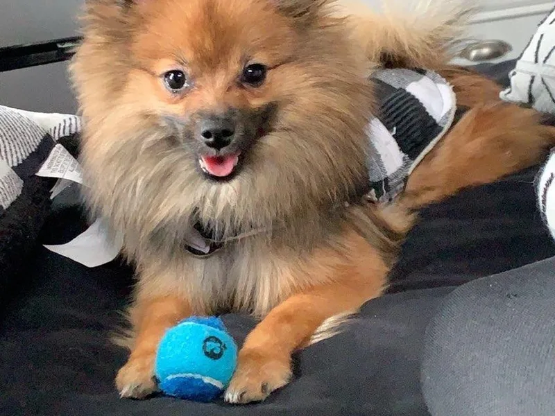 Caitlyn's Pomeranians