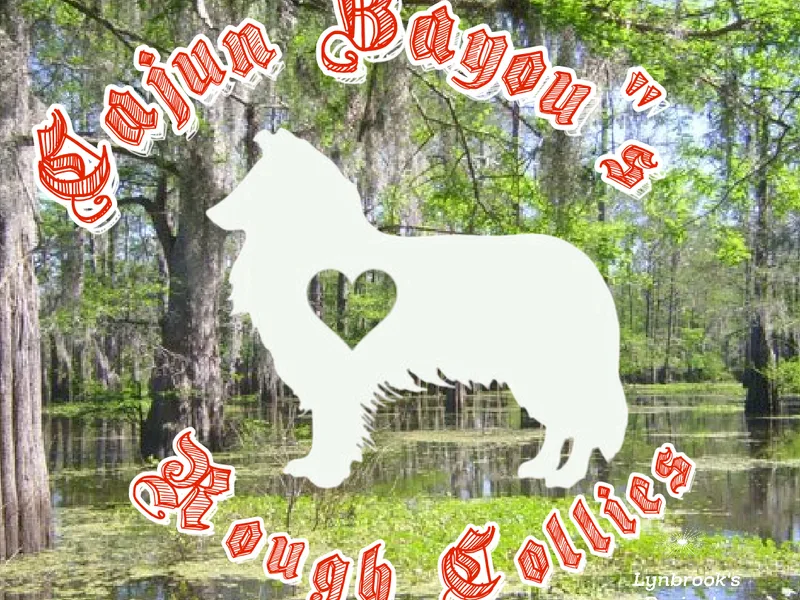 Cajun Bayou Collies LLC