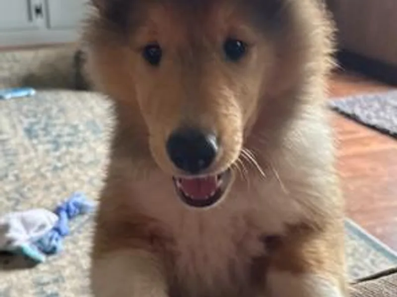 Cajun Bayou's Collies LLC