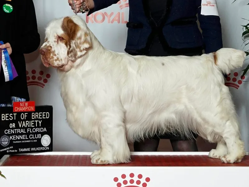 Cajun Clumber Spaniels