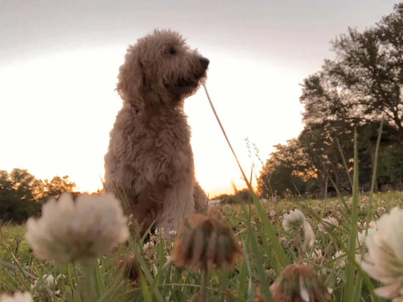 Cajun Doodles and Retrievers, LLC
