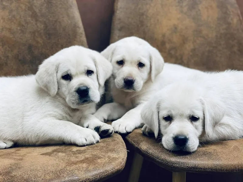 Cajun Labrador Retrievers