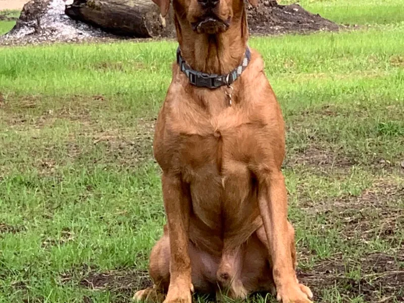 Cajun Water Retrievers