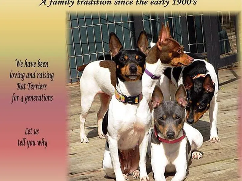 Cal Val Rat Terriers