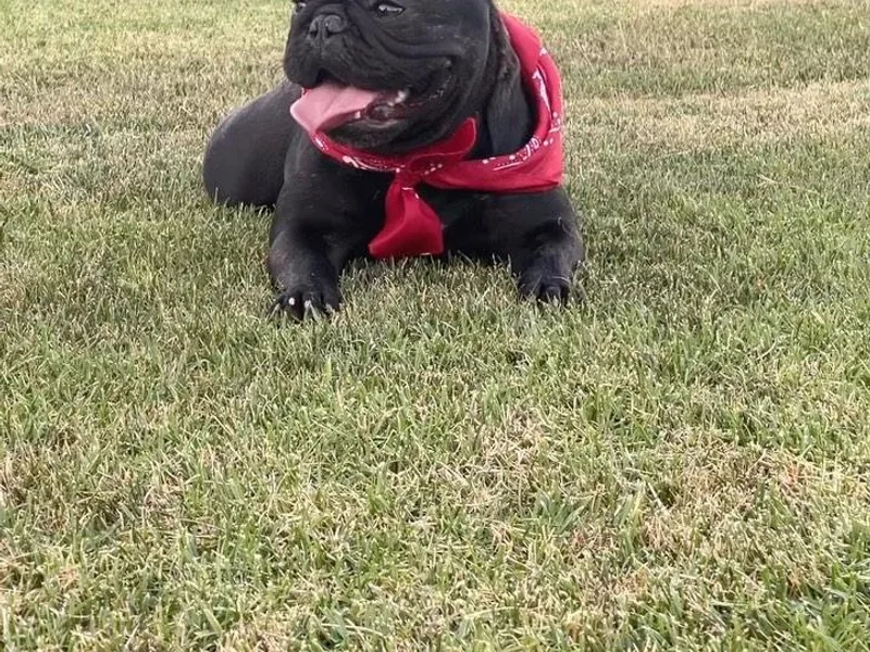 Calabasas Bullies