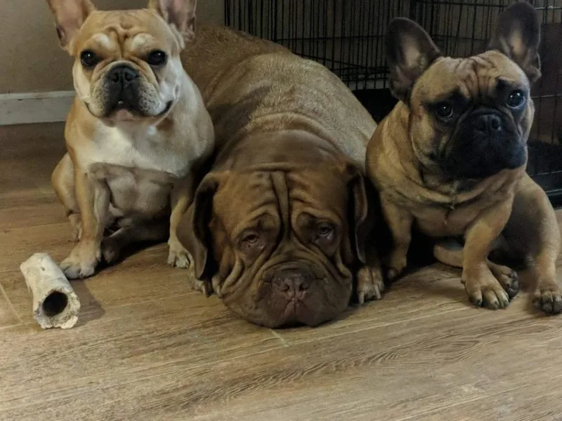 Calabria kennel