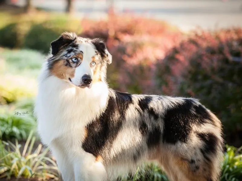 Calabrone Australian Shepherds