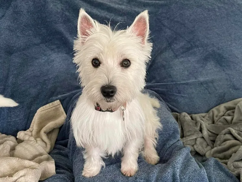 Calapooia Westies