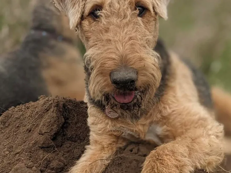 Calarly Airedales photo 1