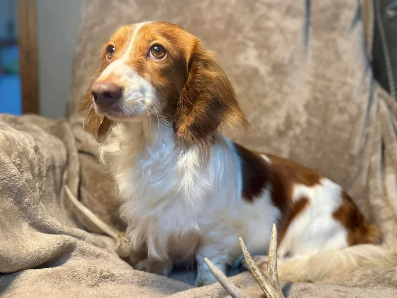 Calcote’s Dachshunds