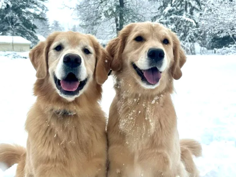 Caldera Goldens