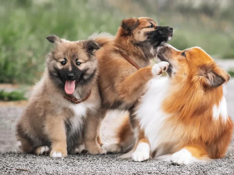 Caldera Icelandic Sheepdogs photo 1