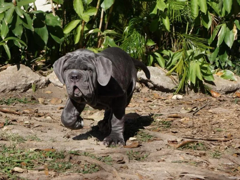 Caledonia Mastini photo 1