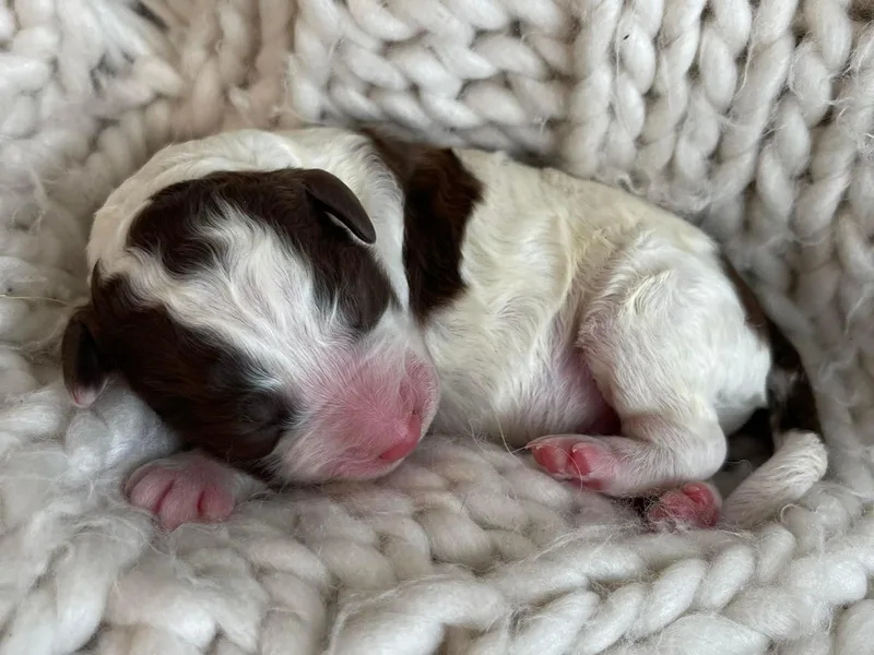 Cali Doodles Gone South