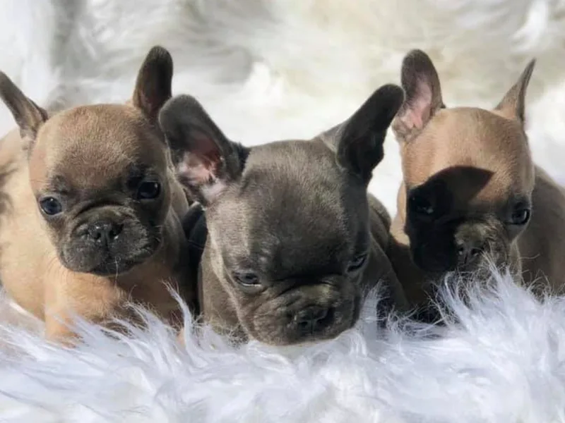 Cali Frenchies