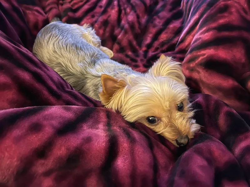 Cali Hands Yorkshire Terriers