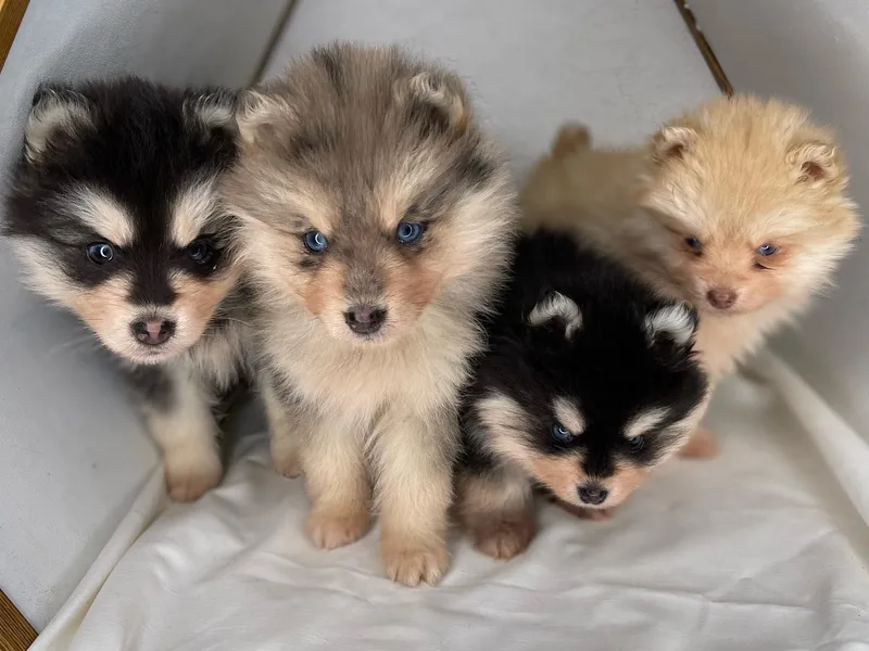 Cali Pomskies photo 1