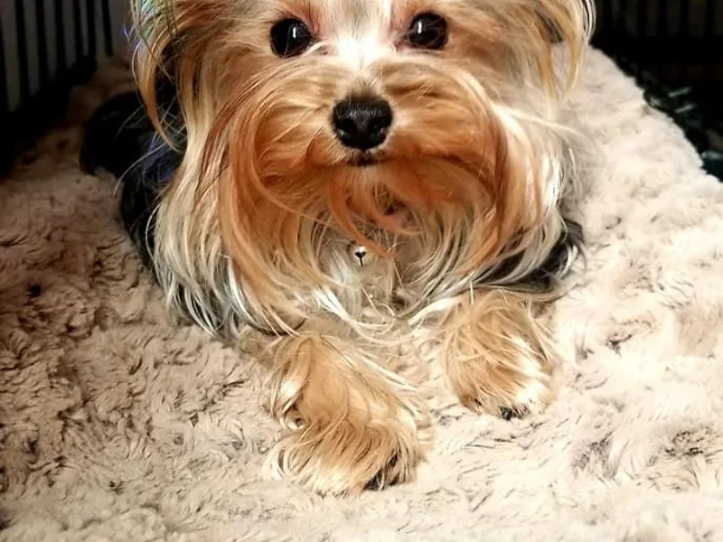 Cali Rose Kennel