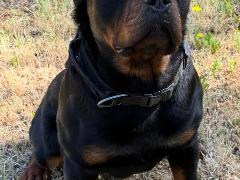 Cali Rottweilers LLC