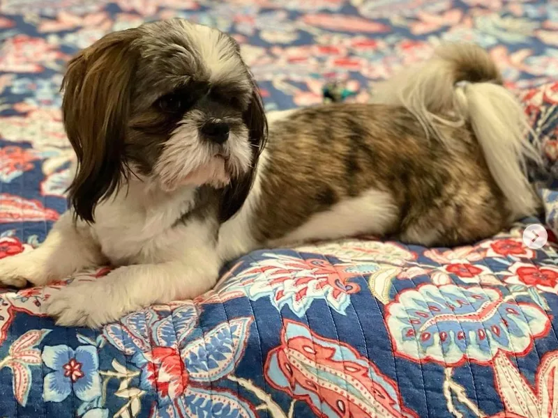 Cali shih tzu