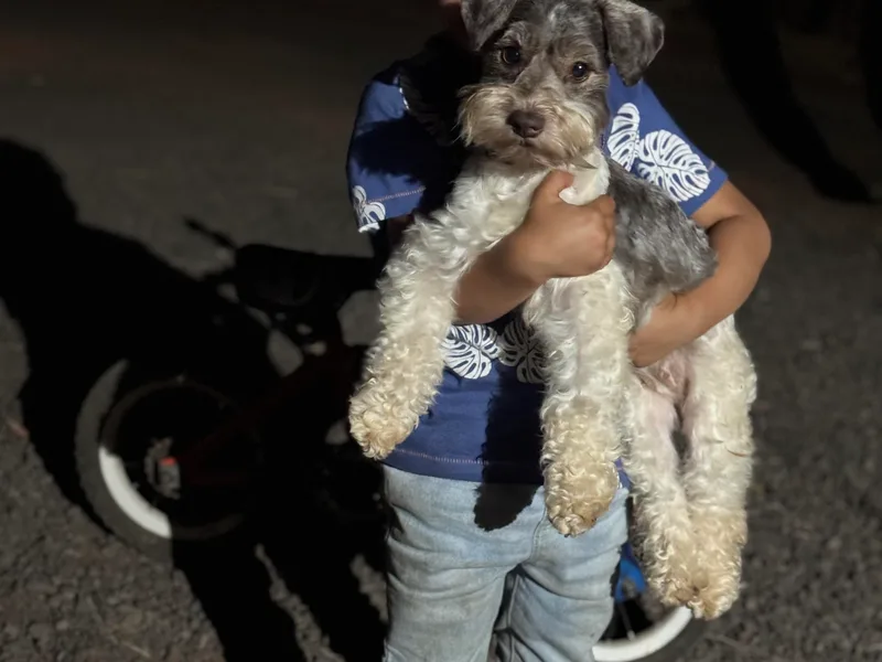Cali Sun-kissed Schnauzers