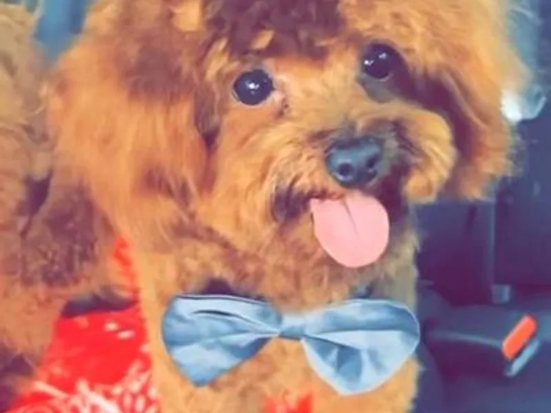 Cali Toy Poodles