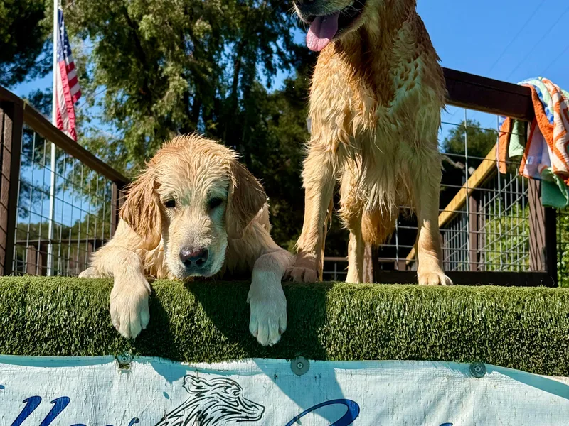 Caliber Golden Retriever’s