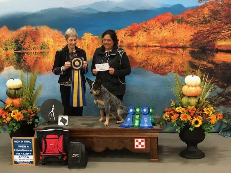 Caliche Australian Cattle Dogs