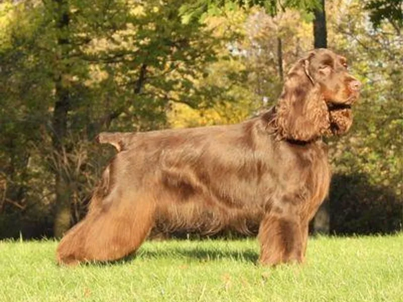 Calico Field Spaniels