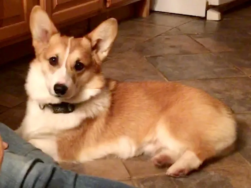Calie’s Corgis