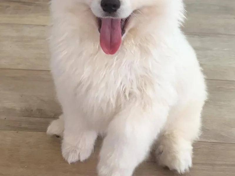 California American Eskimo