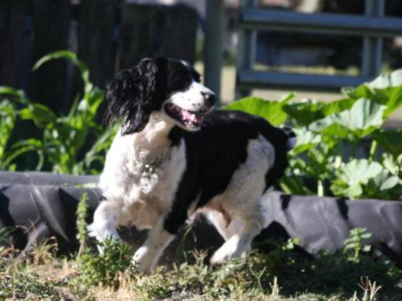 California &amp; Idaho Springer