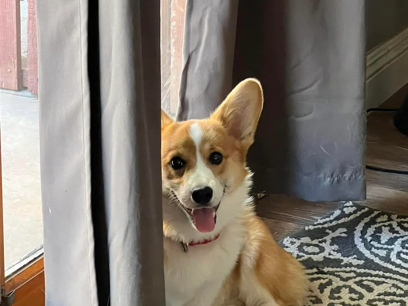 California Corgis and Kunes