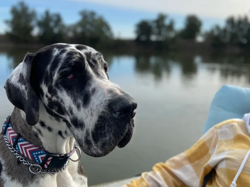 California Delta Danes