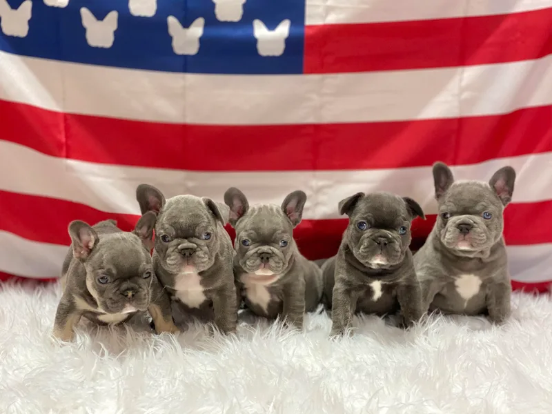 California Dream Frenchies