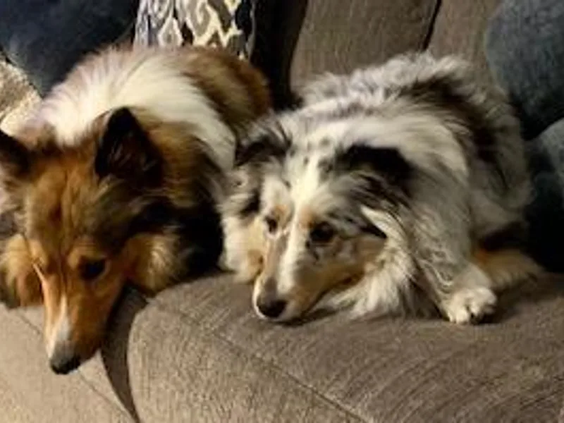 California Dreaming Shelties