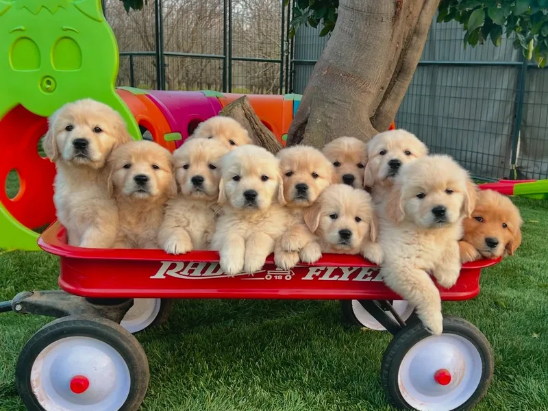 California Golden Retrievers