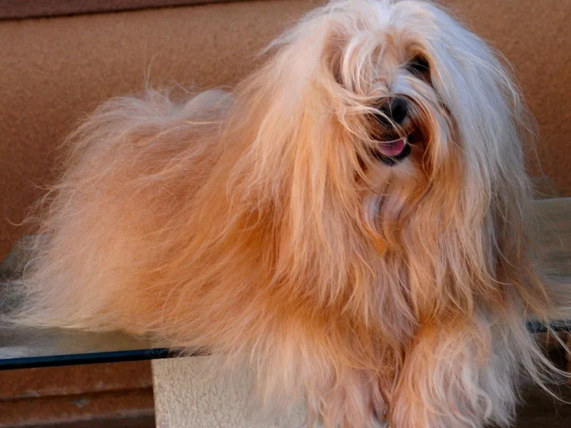 California Havanese and Bichons
