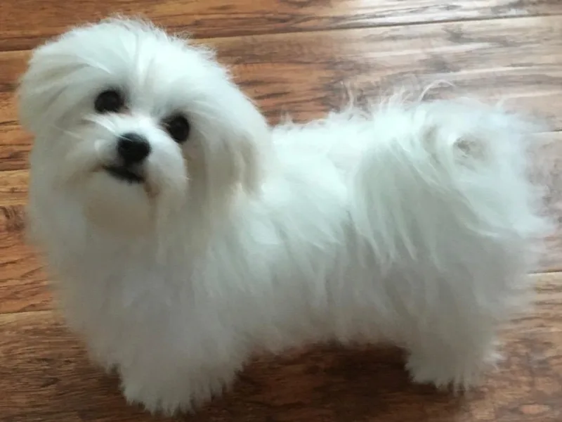 California Marvalous Maltese