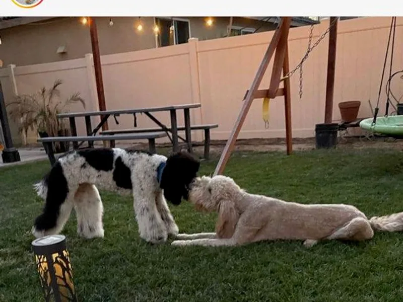 California Raised Doodles