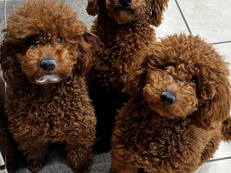 California Red Poodles
