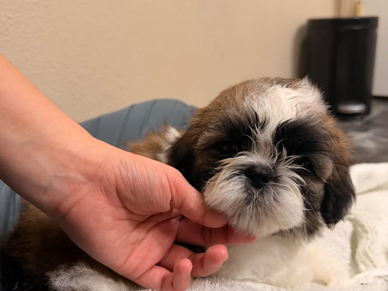 California Shih Tzu